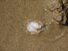 Olivancillaria