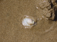 Olivancillaria