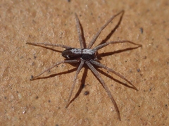 Pulchellodromus pulchellus