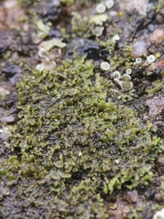 Phaeophyscia nigricans