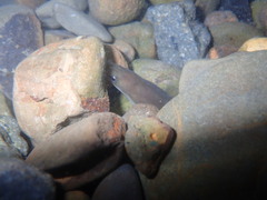 Anguilla japonica