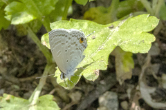 Catochrysops panormus exiguus
