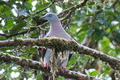 Ducula zoeae
