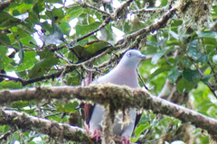 Ducula zoeae