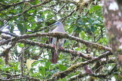 Ducula zoeae
