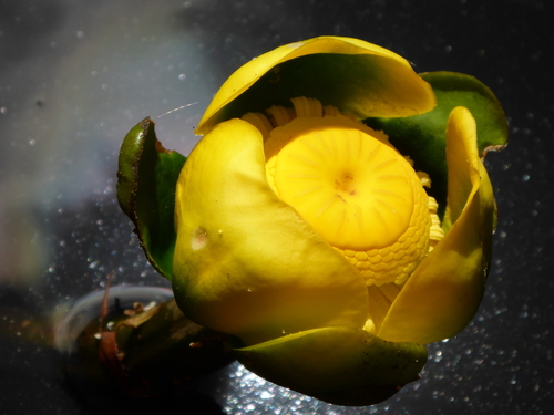 spatterdock