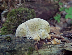 Antrodiella