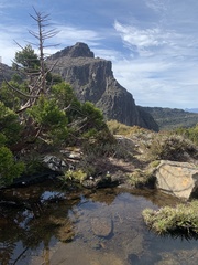Athrotaxis cupressoides