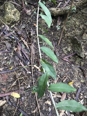 Tarlmounia elliptica