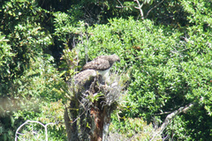Harpyopsis novaeguineae