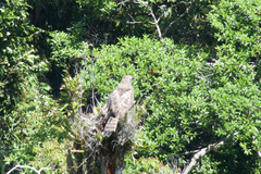Harpyopsis novaeguineae