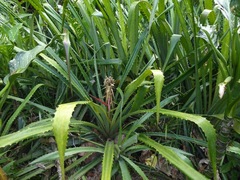 Bromelia alta