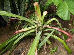 Bromelia alta