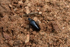 Meloe brevicollis