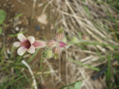 Rehmannia glutinosa