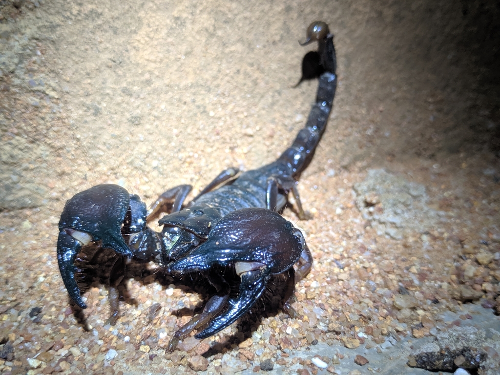 Tanzanian Red Clawed Scorpion from Idodi, Tanzania on January 21, 2022