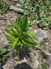 Lilium kesselringianum