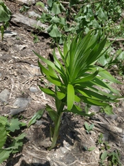 Lilium kesselringianum