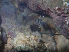 Sphaeramia orbicularis