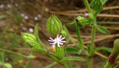 Silene ramosissima