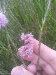 Melaleuca diosmatifolia