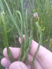 Melaleuca diosmatifolia