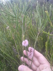 Melaleuca diosmatifolia