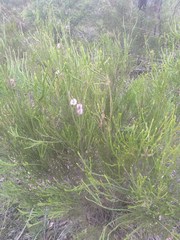 Melaleuca diosmatifolia