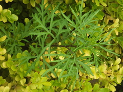 Artemisia mongolica