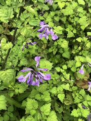 Plectranthus saccatus