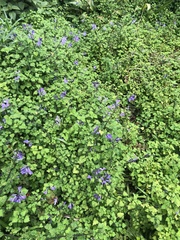 Plectranthus saccatus