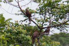 Macropygia nigrirostris