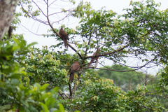 Macropygia nigrirostris