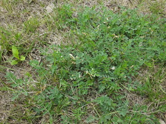 Astragalus scaberrimus