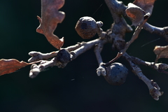 Andricus infectorius