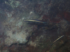 Parioglossus formosus