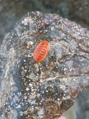 Rhyssoplax corallina