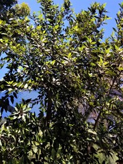 Ficus fraseri