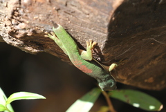 Phelsuma lineata