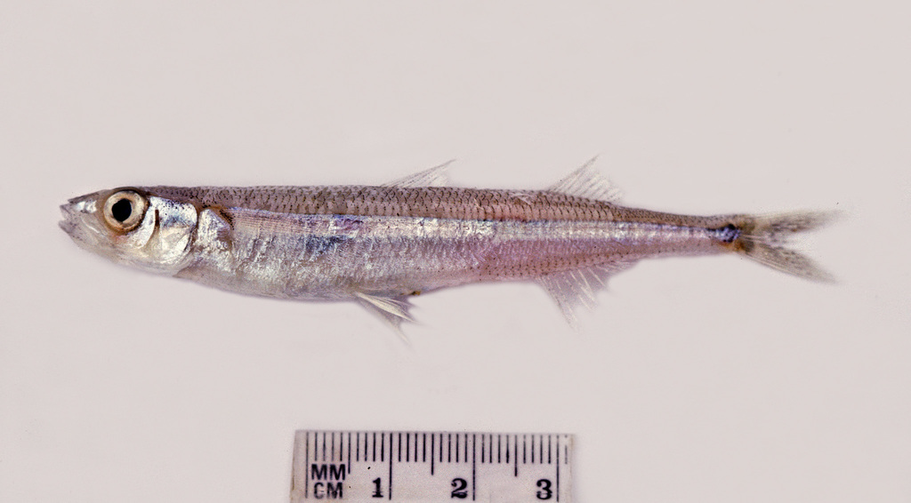 Dannevig's Hardyhead