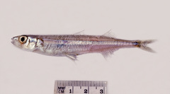 Atherinason hepsetoides