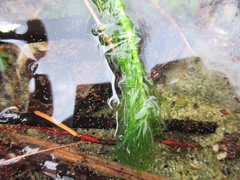 Egeria densa