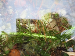 Egeria densa