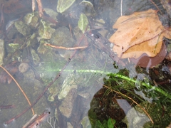Egeria densa