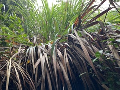 Miscanthus floridulus