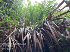 Miscanthus floridulus