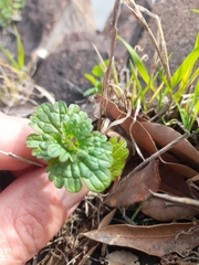Lamium amplexicaule