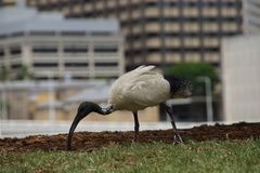 Threskiornis molucca