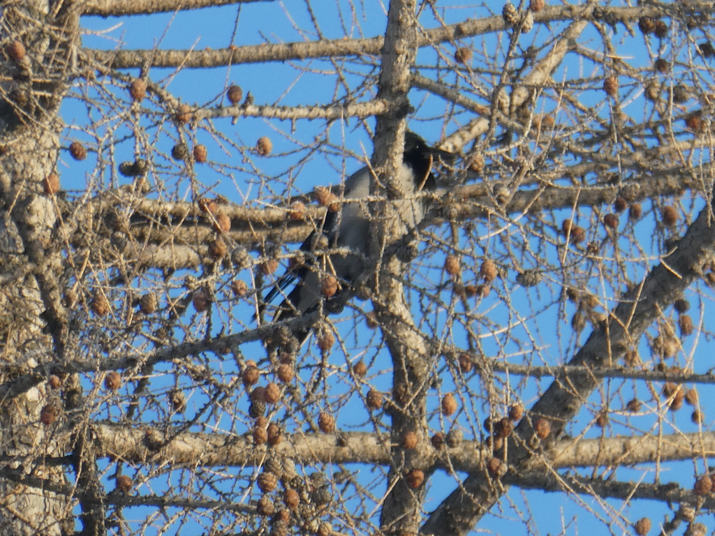 January Crow Hooded Crow from г. Североуральск, Свердловская обл., Россия on January ...