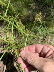 Cyperus sphacelatus